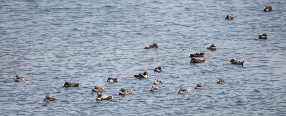 Décoration de fond pour  Explorez